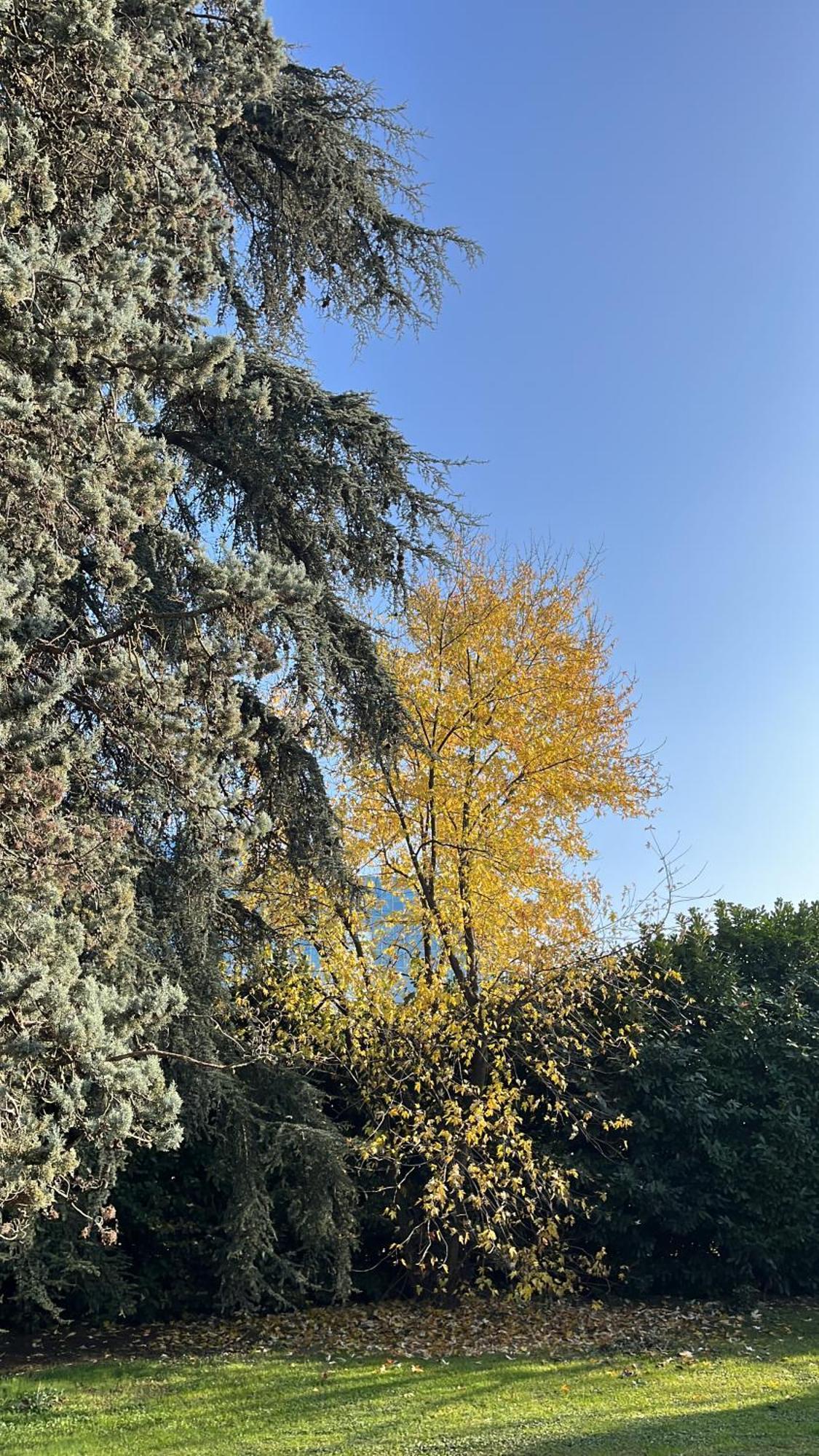 Acero Giallo 帕爾馬 外观 照片